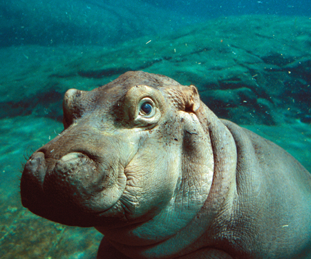 Image Credit ZSSD Hippos can stay under water for a LONG time A baby hippo is - photo 11