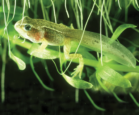 Image Credit Oxford ScientificPhotolibrary A baby frog is called a tadpole - photo 13