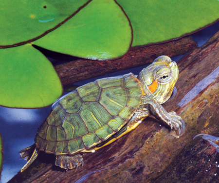 Image Credit Michael Patricia Fogden This turtle is a red-eared slider This - photo 15