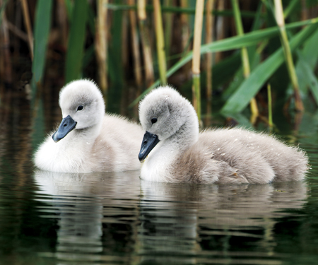 Image Credit WildlifePeter Arnold Inc A baby mute swan is called a cygnet - photo 17