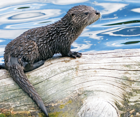 Image Credit Animals Animals Leo Keeler Baby otters like to play They slide - photo 19