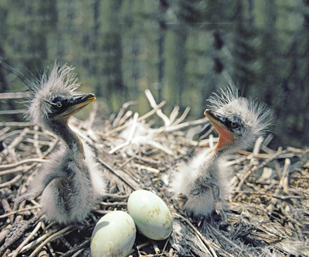 Image Credit Michael S QuintonGetty Images A baby heron HEH run is born in - photo 21