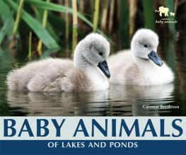 Carmen Bredeson - Baby Animals of Lakes and Ponds