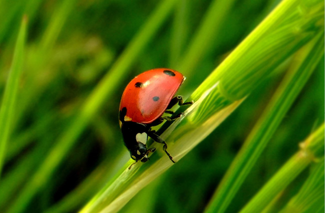 Did You Know Only male crickets chirp A flea can jump more than 200 times - photo 4