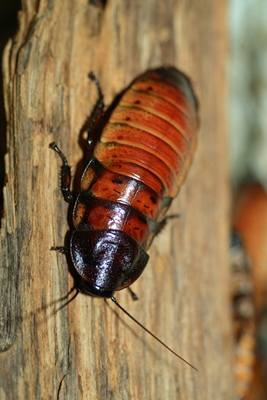 Image Credit Shutterstockcom A hissing cockroach This kind of insect has - photo 2