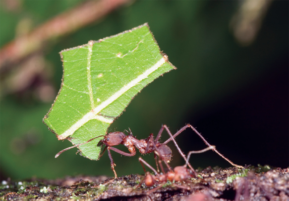 Image Credit Shutterstockcom This leaf cutter ant carries part of a leaf back - photo 3