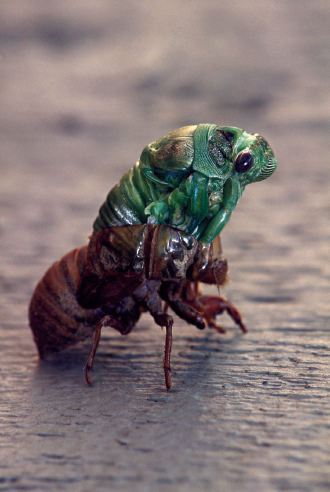 Image Credit Peter Arnold Images Photolibrary This cicada emerges from its - photo 4