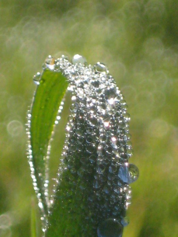 Morning Is The crest of new-fallen snow bright in the sun before any - photo 7