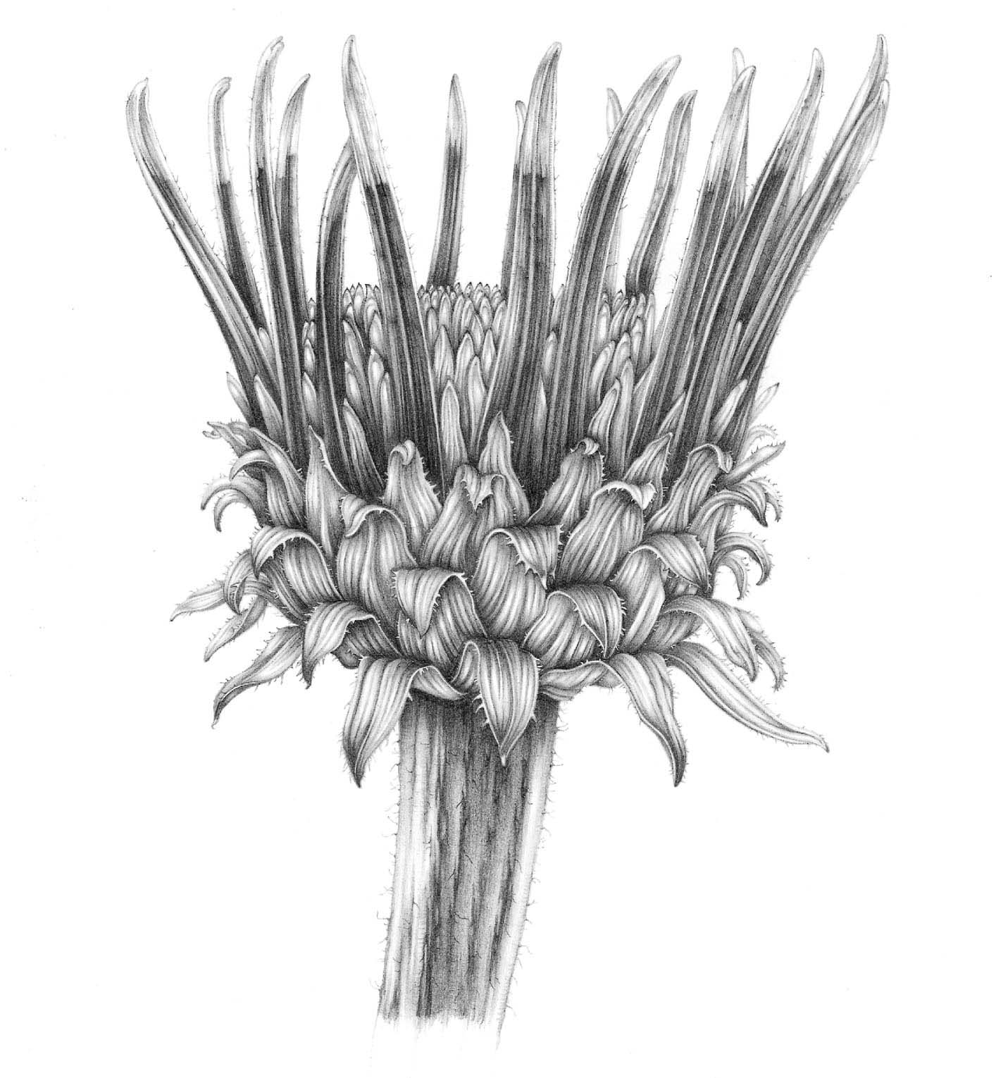 Botanical Drawing A Step-by-Step Guide to Drawing Flowers Vegetables Fruit and other Plant Life - image 5