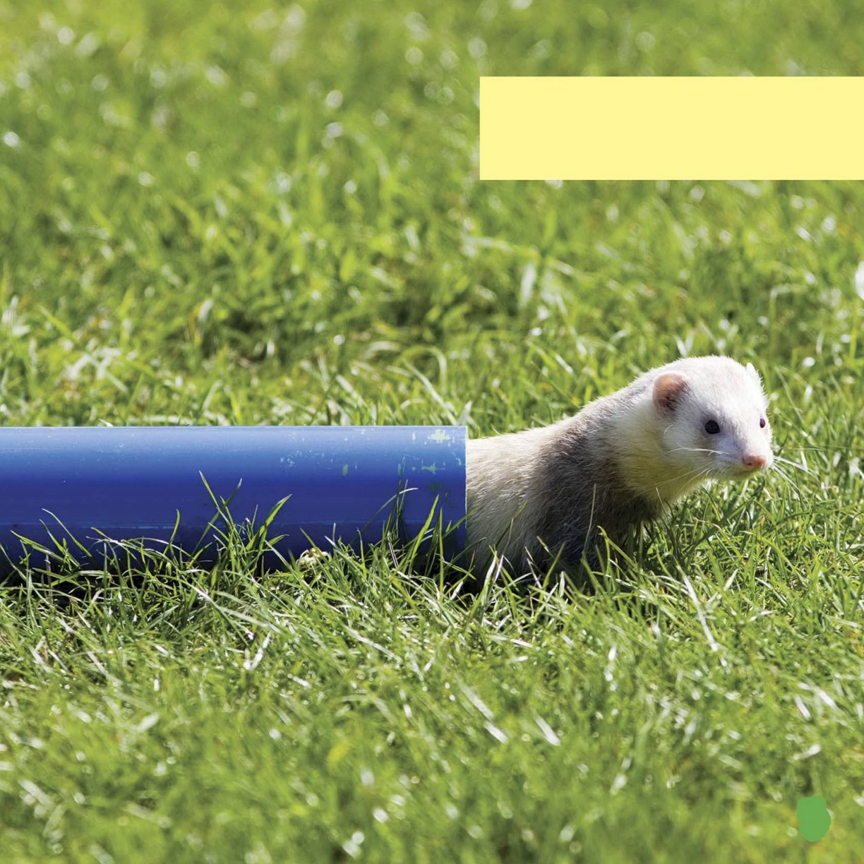 In England people ta ke their ferrets to special racing events and watch them - photo 7