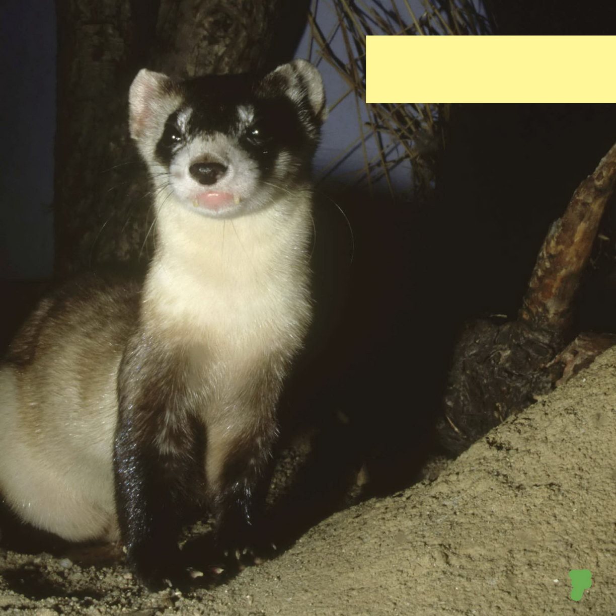 Black-footed ferrets are endangered There are only around 300 left in the - photo 9