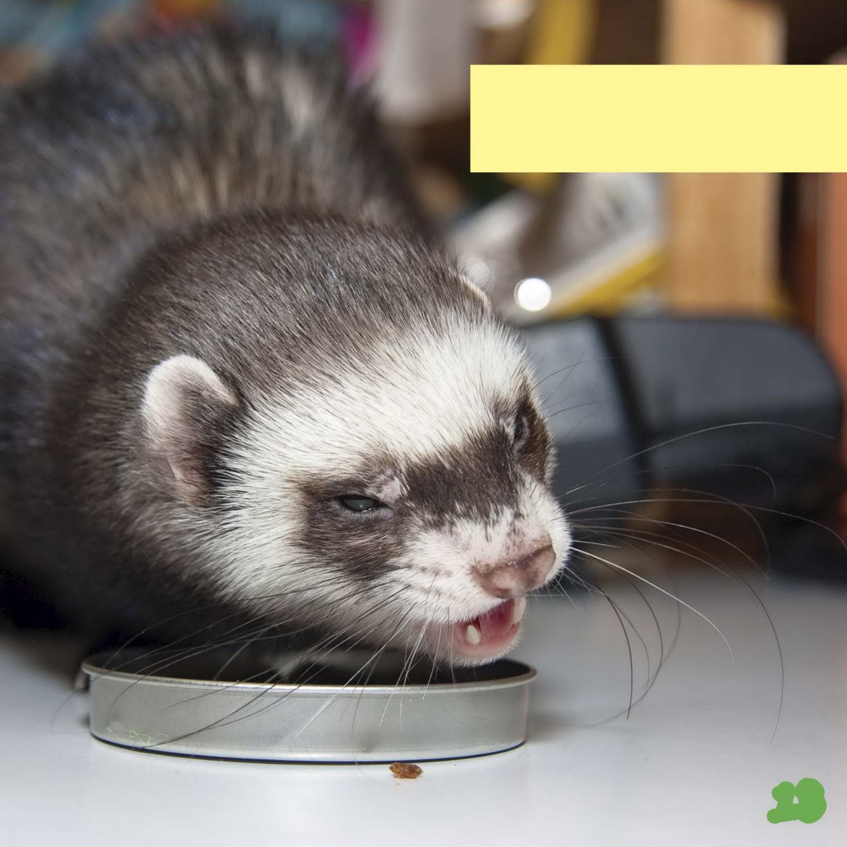 Feeding a ferret is a lot like feeding a cat They need meat-based food and - photo 15