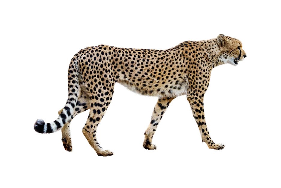 Cheetah - image 64
