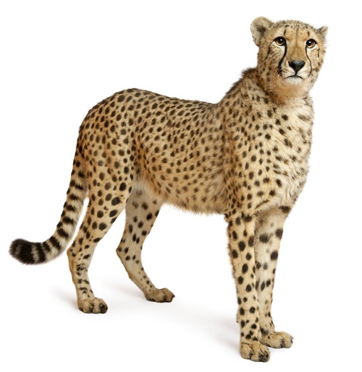 Cheetah - photo 1