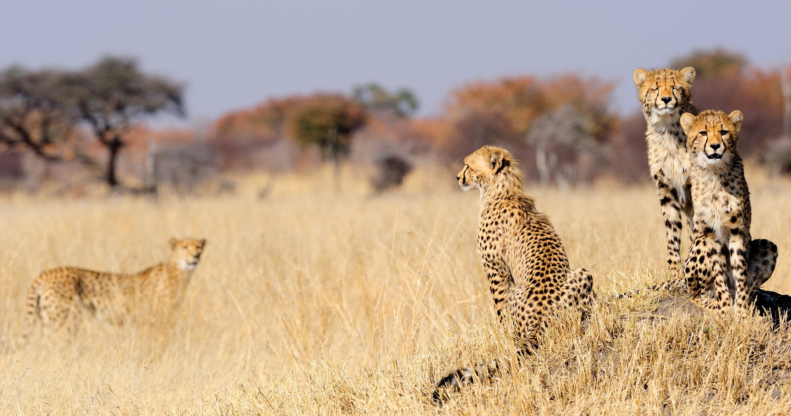 The cheetah lives in groups - photo 58