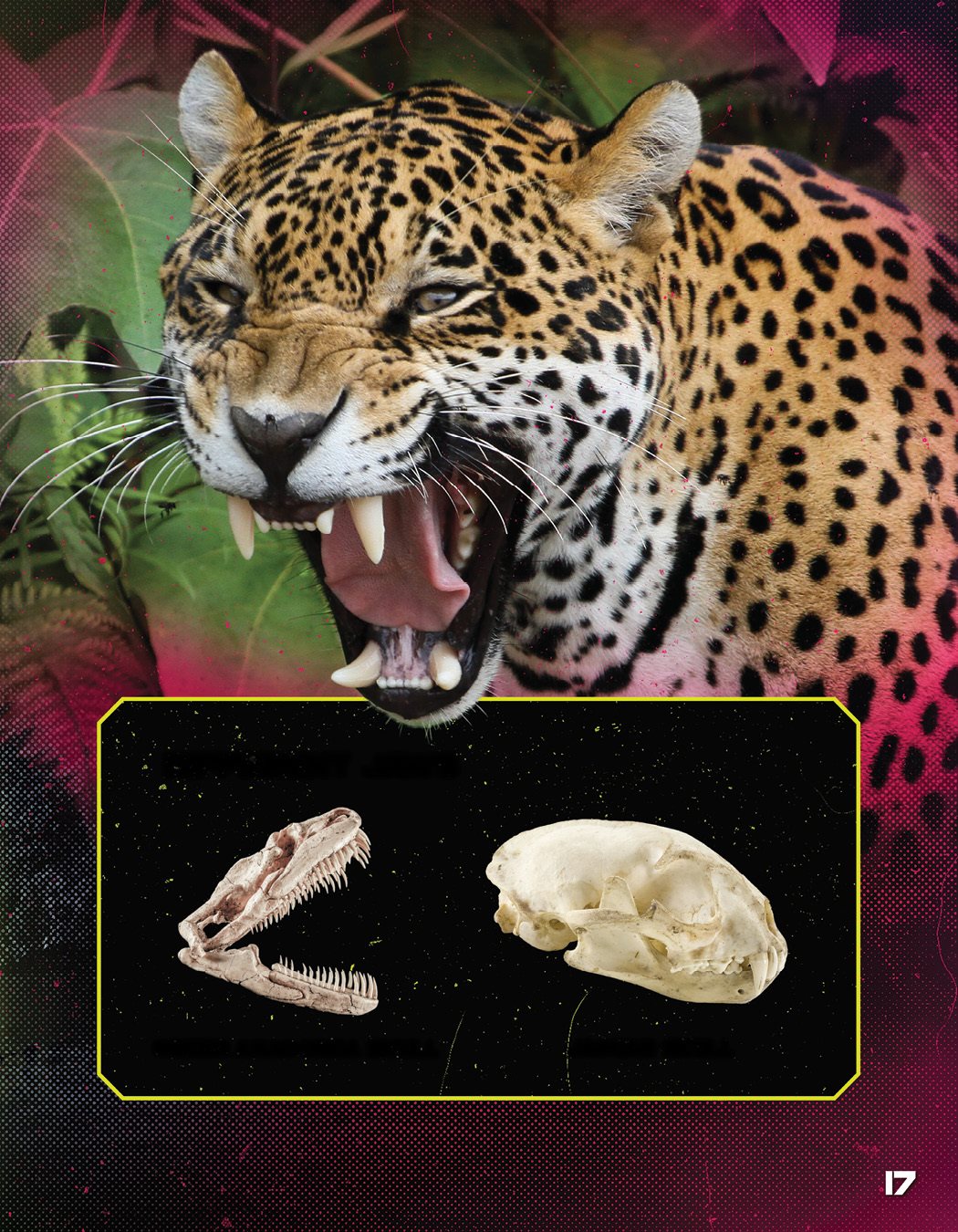 green Anaconda Skull Jaguar Skull DIFFERENT Jaws Both fighters use - photo 23