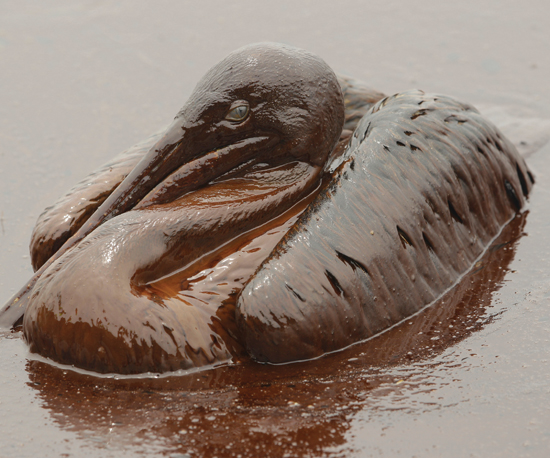 Image Credit AP Images This pelican is covered in oil that spilled into the - photo 7