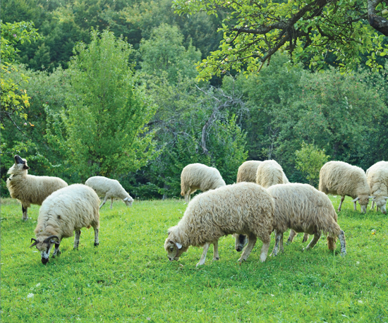 Image Credit Shutterstockcom Many animals get their food from the land These - photo 3