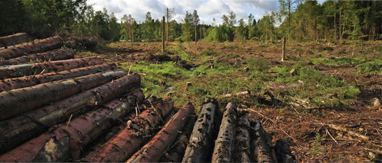 Image Credit Shutterstockcom Too many trees are being cut down Trees are - photo 7