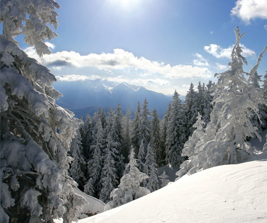 Image Credit Shutterstockcom This forest of pine trees is on top of a - photo 3