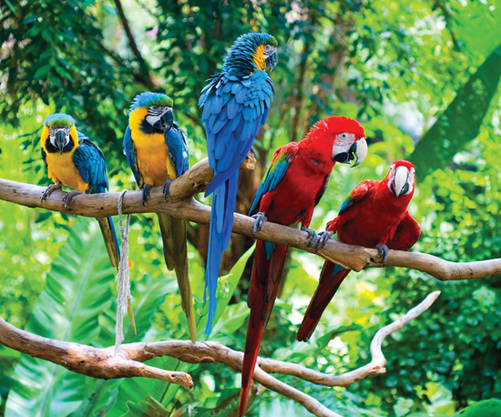 Image Credit Shutterstockcom These parrots use the oxygen that comes from - photo 4