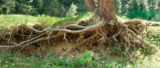 Image Credit Shutterstockcom The roots of trees and plants take in water from - photo 5