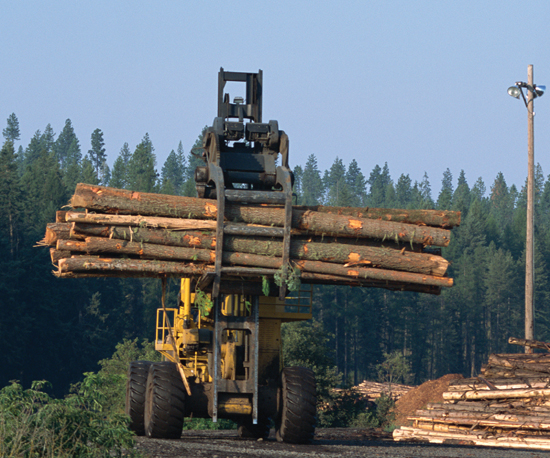 Image Credit Photoscom Many trees are being cut down all over the world Once - photo 6