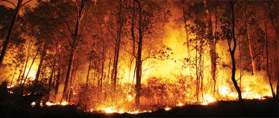 Image Credit Shutterstockcom Forest fires destroy millions of trees every - photo 7