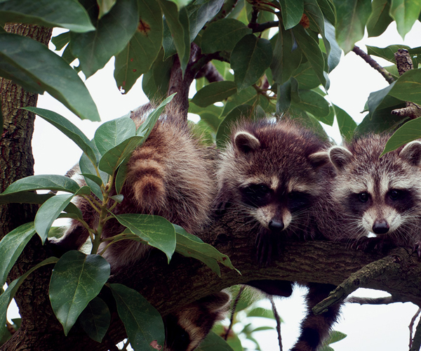 Image Credit Shutterstockcom These raccoons give out carbon dioxide when they - photo 4