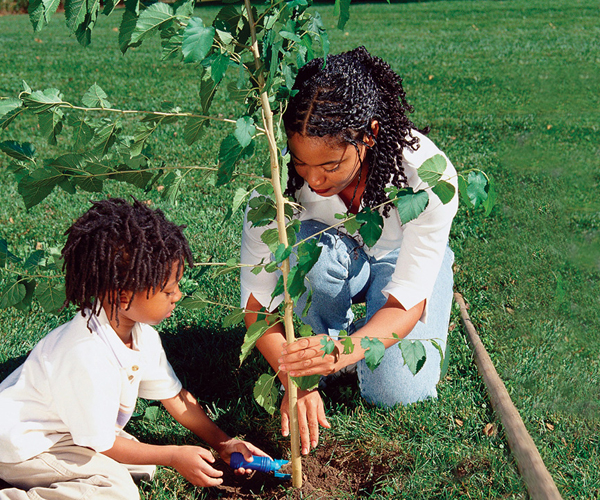 Image Credit Photoscom Planting a tree is a good way to keep our air clean - photo 8