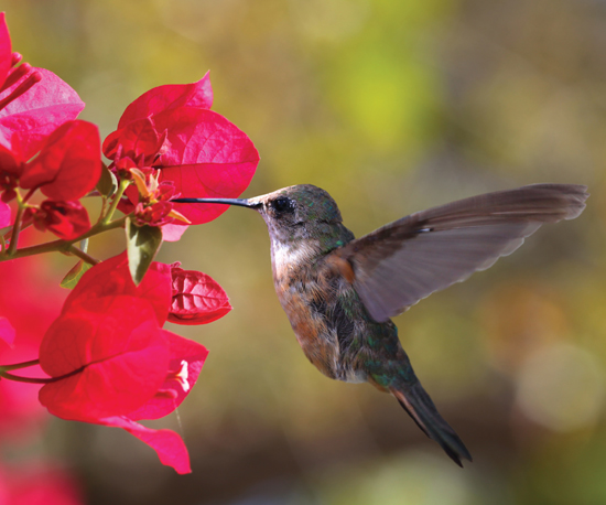 Image Credit Shutterstockcom A hummingbird drinks from a flower Birds and - photo 3