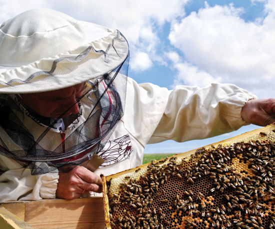 Image Credit Shutterstockcom A beekeeper checks on his bees and their honey - photo 4