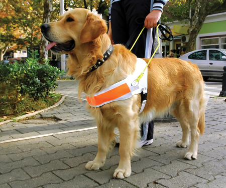 Image Credit Photoscom Boris Djuranovic Guide dogs like this one are trained - photo 5