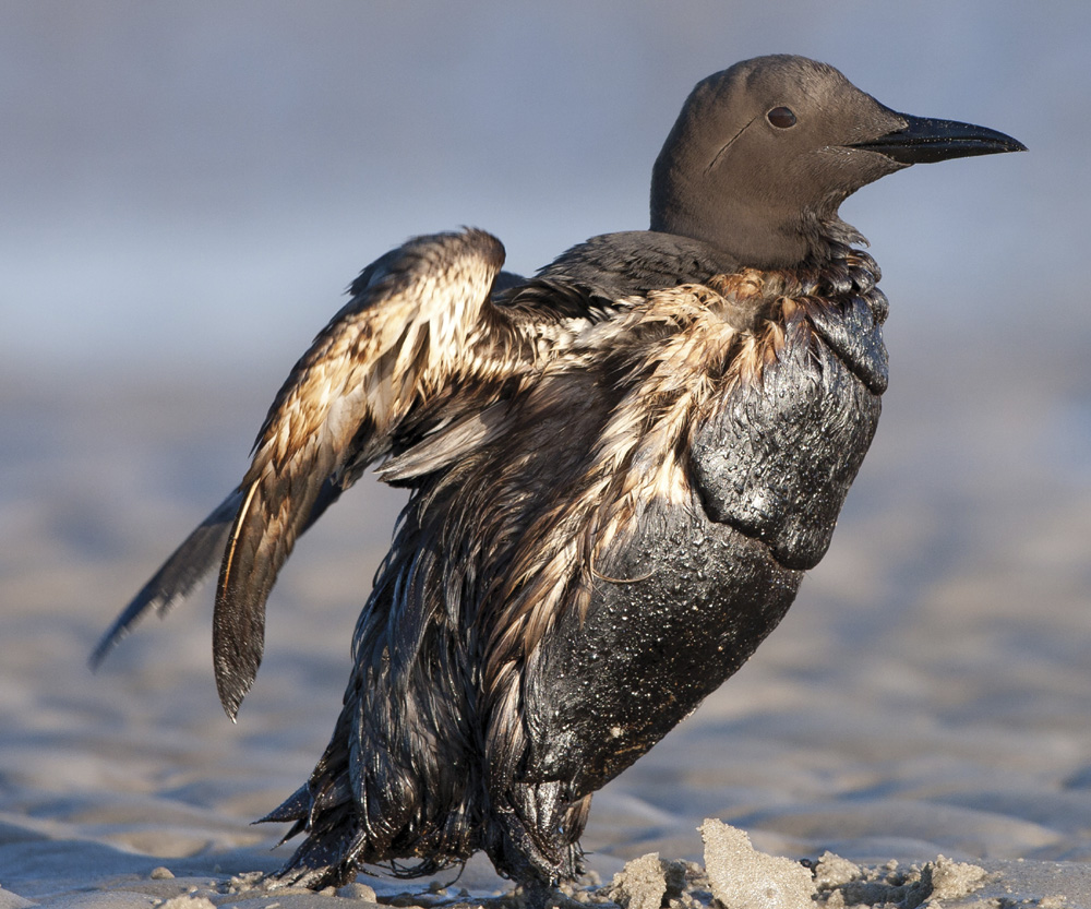 Image Credit Shutterstockcom This bird is covered in oil from a spill in the - photo 6