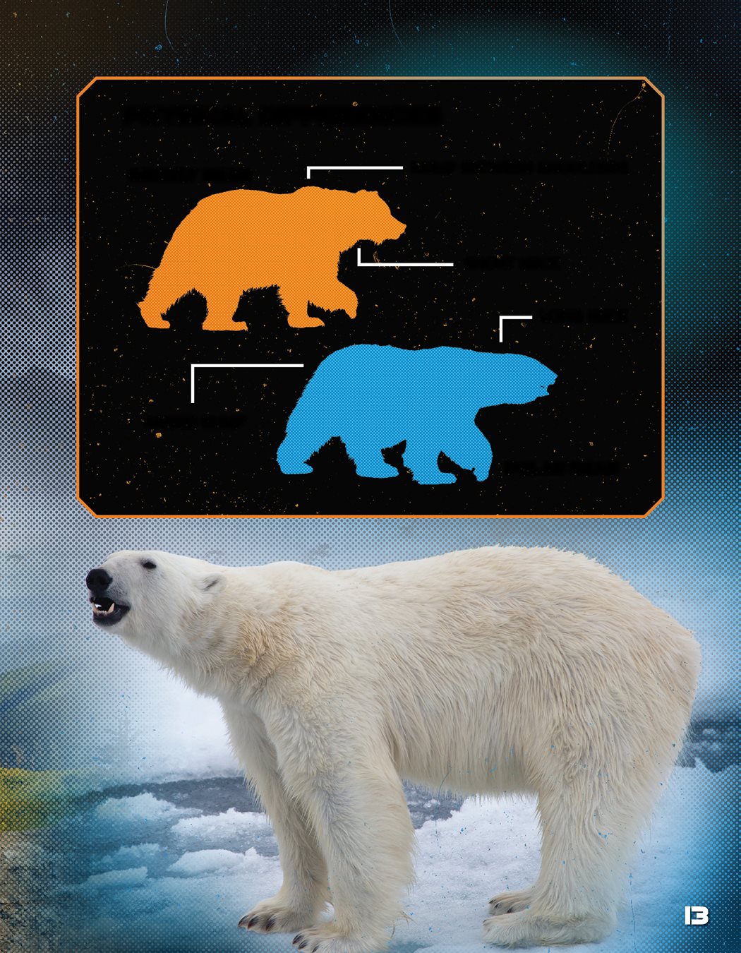 Grizzly Bear vs Polar Bear - photo 27