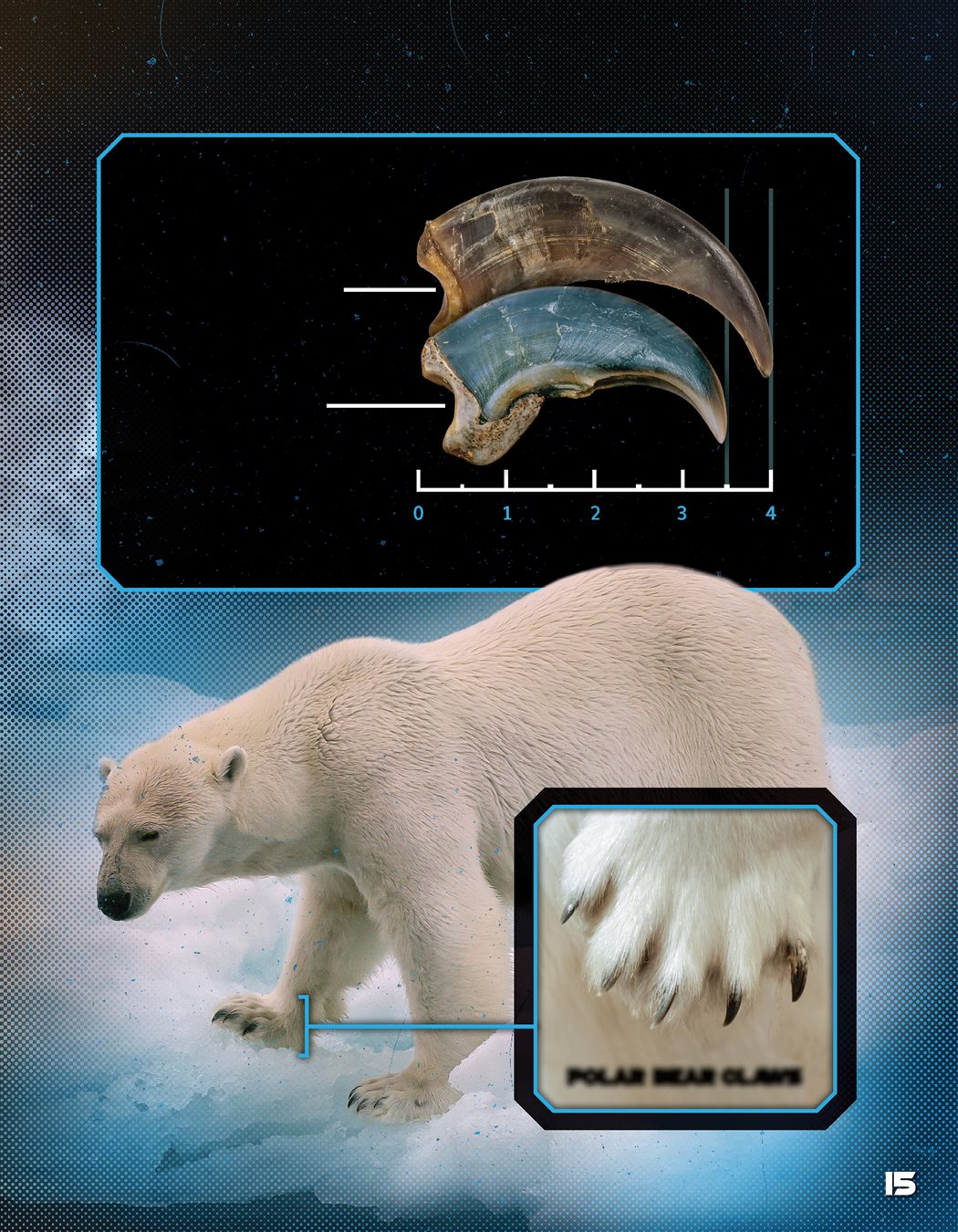 Grizzly Bear vs Polar Bear - photo 37