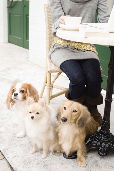 Some public places such as restaurants and stores are dog friendly If your - photo 4