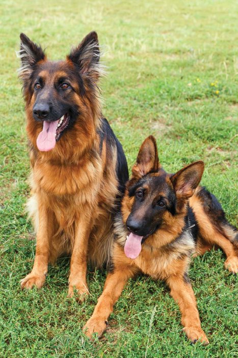 The American Kennel Club recognizes 190 dog breeds German shepherds are the - photo 6