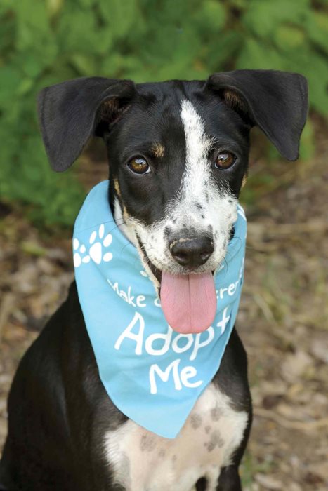 Each year about 33 million dogs enter animal shelters in the United States - photo 10