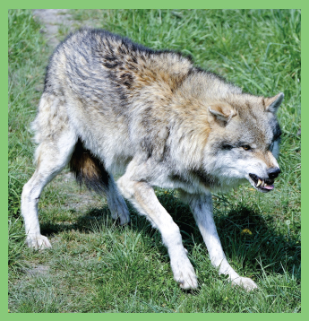 Image Credit Shutterstockcom A hungry coyote is coming close to the flock - photo 12