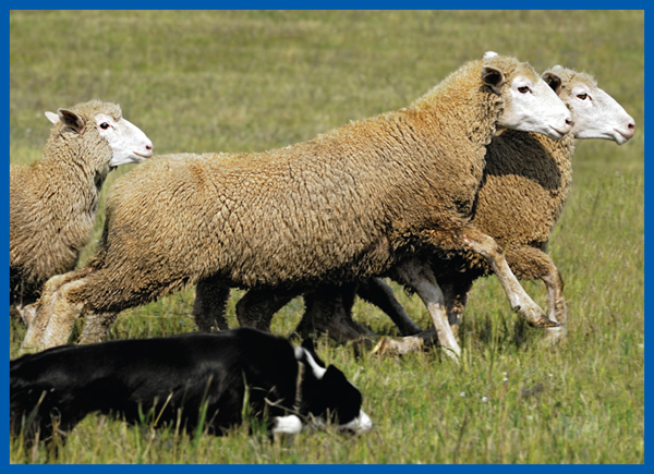 Image Credit Holly Kuchera On many farms a dog protects the sheep from - photo 13