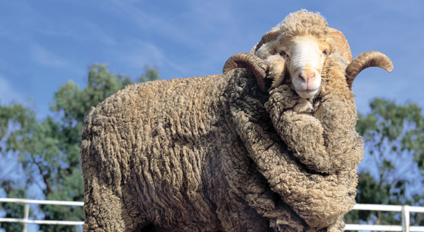 Image Credit Shutterstockcom Did you know that the wool from a single sheep - photo 3