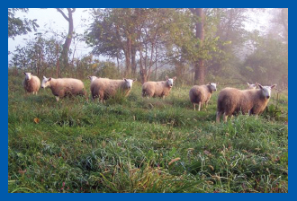 Image Credit Howling Wolf Farm A group of sheep is called a flock Matt and - photo 4