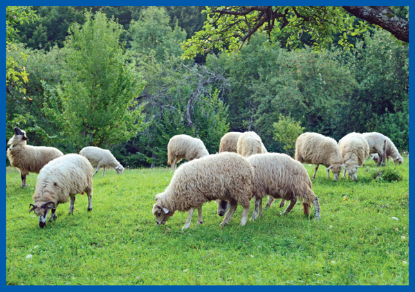 Image Credit Shutterstockcom Sheep need to eat grasses and plants to stay - photo 7