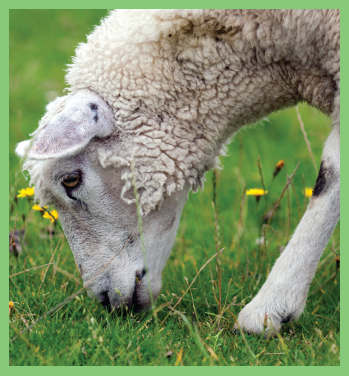 Image Credit iStockphotocombernd Jonas Matt and Taras sheep graze in the - photo 6