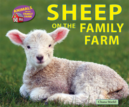 Chana Stiefel - Sheep on the Family Farm