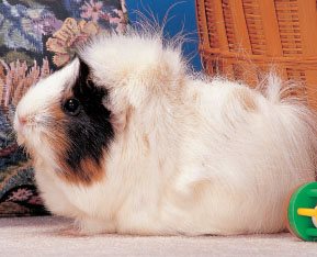 During the 1800s guinea pigs became favorite pets of the ladies of the court - photo 2