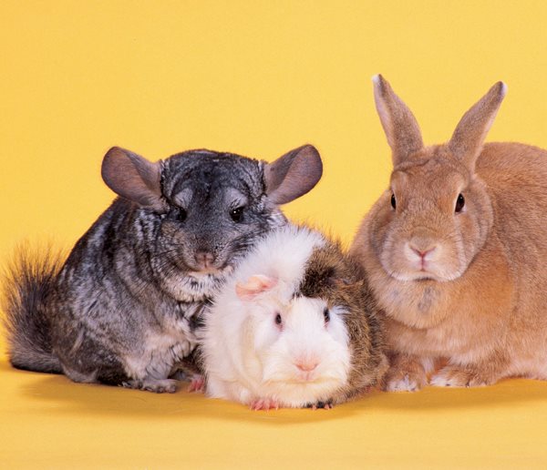 A guinea pig is flanked by two other popular pets a chinchilla and a rabbit - photo 4