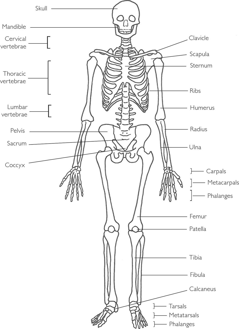 Fig 1 The human skeleton Types of Bones Bones are classified into five - photo 2