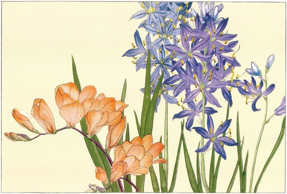 Agapanthus and Freesia PLATE 11 Anemone PLATE 12 Anemone - photo 11